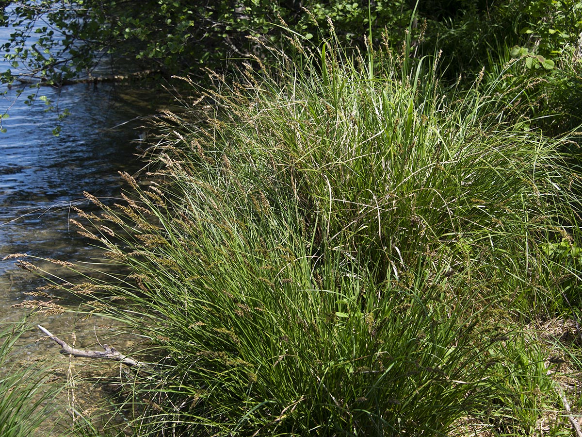 Carex paniculata Horst